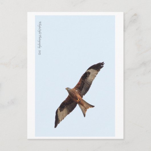 Red Kite in Sky Briefkaart (Voorkant)