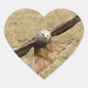 Red Kite (Milvus Milvus) Hart Sticker