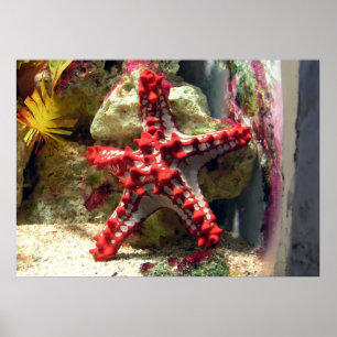 Red Knobbed Starfish - Ongelooflijk heet Poster