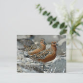 Red Knot Briefkaart (Staand voorkant)