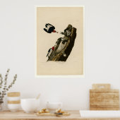 Red kop Woodpecker Poster (Keuken)