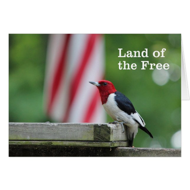 Red-kopige Woodpecker (Voorkant Horizontaal)