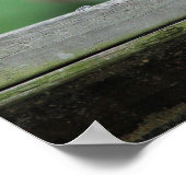 Red-kopige Woodpecker Poster (Hoek)