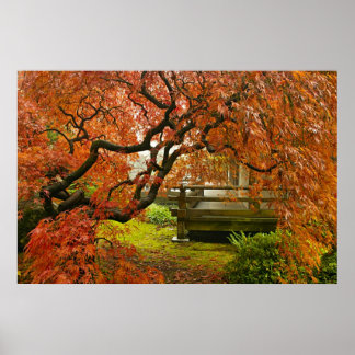 Red Laced Maple Tree in Japanse tuin Poster
