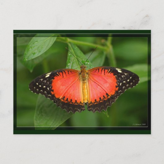 Red Lacewing Briefkaart (Voorkant)