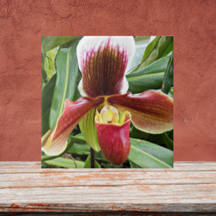 Red Lady Slipper Orchid Floral Tegeltje