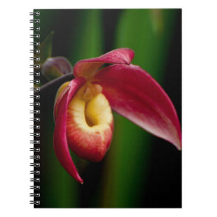 Red Lady Slippers Orchid Notitieboek