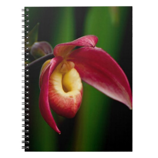 Red Lady Slippers Orchid Notitieboek (Voorkant)