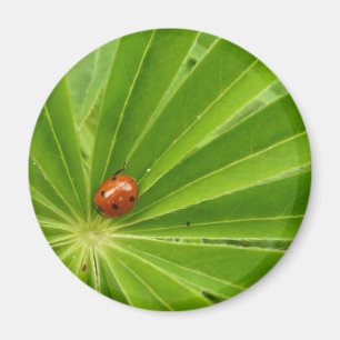 Red Ladybird op Lupin Leaf Magnet Magneet