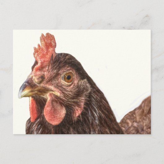 Red Laying Hen Chicken Foto Briefkaart (Voorkant)