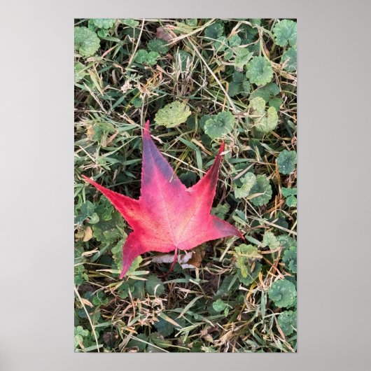 Red Leaf Photo Poster (Voorkant)
