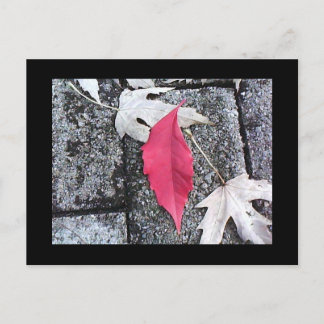 Red Leaf Post Card Briefkaart
