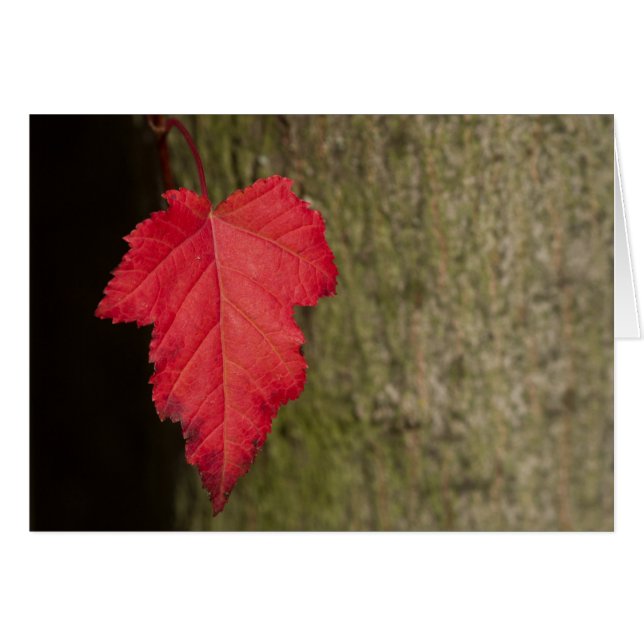 Red Leaf wacht op herfst (Voorkant Horizontaal)