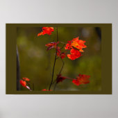 Red Leaves and Branches Poster (Devant)