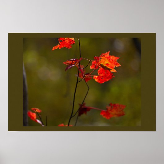 Red Leaves and Branches Poster (Voorkant)