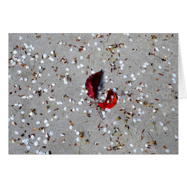 Red Leaves White Petals (Voorkant Horizontaal)