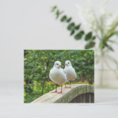 Red Legged Kittiwakes Briefkaart (Staand voorkant)