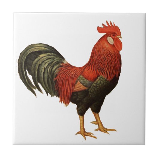 Red Leghorn Rooster Tegeltje (Voorkant)