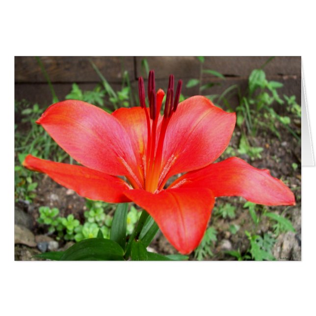 Red Lilie 2 (Voorkant Horizontaal)