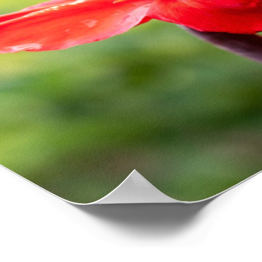 Red Lily Aangepaste naam Poster (Hoek)