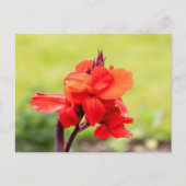 Red Lily Briefkaart (Voorkant)