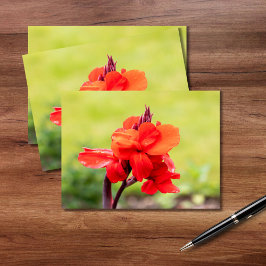 Red Lily Briefkaart
