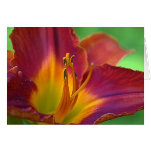 Red Lily Flower Close Note card (Voorkant Horizontaal)