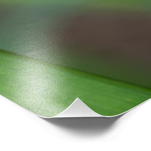 Red Lily Flower Foto Afdruk (Hoek)