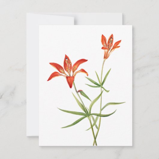Red Lily Flowers -  botanische kunstkaart (Voorkant)