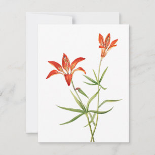 Red Lily Flowers - botanische kunstkaart