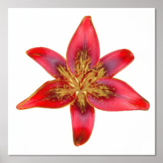 Red Lily - Lilium asiatic Folie Accent Print Poste