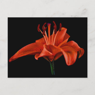 Red Lily op zwart Briefkaart