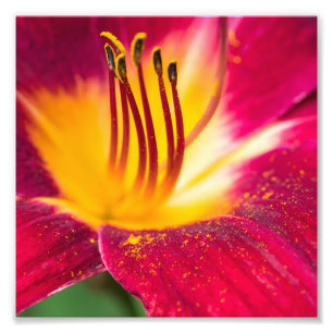 Red Lily sluit Macro dicht Foto Afdruk