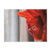 Red Lion Amaryllis Flower Photo Briefkaart