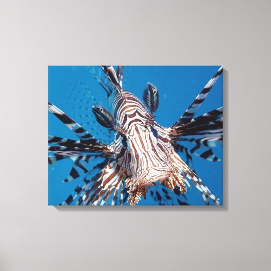Red Lionfish 2 Canvas Afdruk (Voorkant)