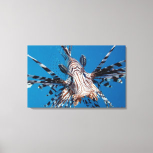 Red Lionfish 2 Canvas Afdruk