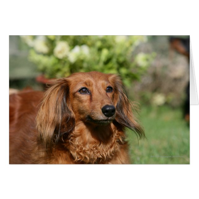 Red Long-haring Miniature Dachshund (Voorkant Horizontaal)