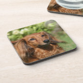 Red Long-haring Miniature Dachshund Bier Onderzetter (Linkerzijde)