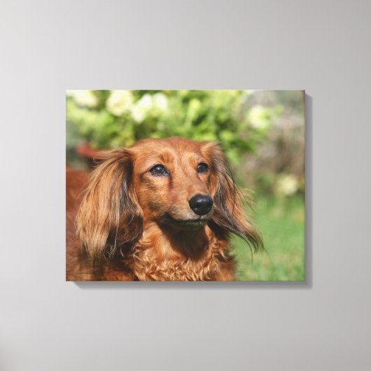 Red Long-haring Miniature Dachshund Canvas Afdruk (Voorkant)