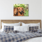 Red Long-haring Miniature Dachshund Canvas Afdruk (Insitu (Slaapkamer))
