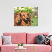 Red Long-haring Miniature Dachshund Canvas Afdruk (Insitu (Woonkamer))