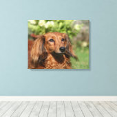Red Long-haring Miniature Dachshund Canvas Afdruk (Insitu (Houten vloer))