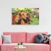 Red Long-haring Miniature Dachshund Canvas Afdruk (Insitu (Woonkamer))