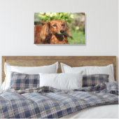 Red Long-haring Miniature Dachshund Canvas Afdruk (Insitu (Slaapkamer))