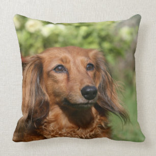 Red Long-haring Miniature Dachshund Kussen