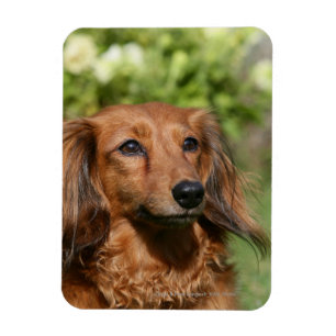 Red Long-haring Miniature Dachshund Magneet