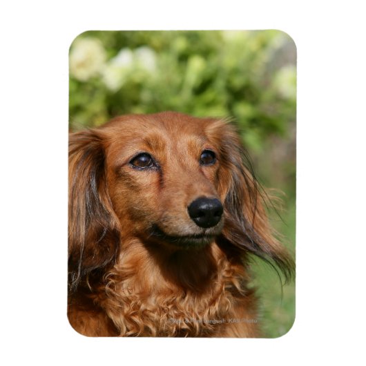Red Long-haring Miniature Dachshund Magneet (Verticaal)