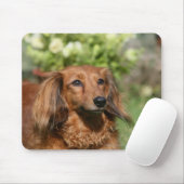 Red Long-haring Miniature Dachshund Muismat (Met muis)
