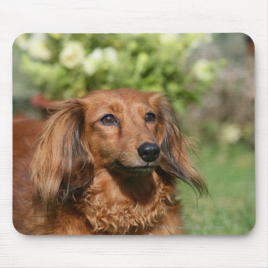 Red Long-haring Miniature Dachshund Muismat (Voorkant)