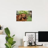 Red Long-haring Miniature Dachshund Poster (Thuiskantoor)